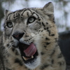 大森山動物園の雪の動物園2019