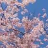 弘前公園 ２０２１年 桜 開花状況 満開に？