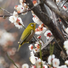 梅メジロ、山茶花メジロ！