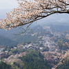 あはれと思へ み吉野の花