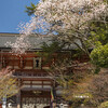 桜満開の鞍馬寺