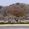 中央公園の桜
