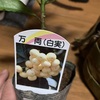 ハンズマンパトロール　万両　白