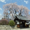 飯田市周辺の桜巡り（4/16）