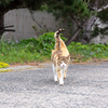 隣県西部離島のねこさん