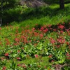 入笠山② お花畑〜山頂