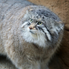 マヌルネコ Otocolobus manul