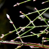 水滴滴る芽生えのニシキギ