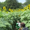 迷路に子どもが歓声　ヒマワリ畑開放　西東京・東大農場