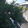 ツルばらと格闘しました