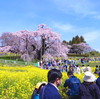満開の日本三大桜「三春滝桜」を撮る
