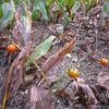 薬用植物園_3(東京都小平市)