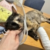 スーパーねこねこタイム。