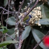 Blue-capped Tanager ズアオフウキンチョウ