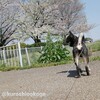 ぽかぽか庄内緑地公園