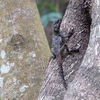 トカゲ Black Agama