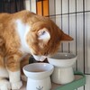メラミンスポンジで猫の食器を洗う（5年目）