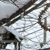 吹雪・地吹雪また吹雪