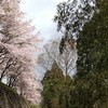 館山公園　〜利府城跡の桜〜