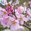 2010年福山市の桜・花見情報！（神辺町の吉野山公園、福山市神辺歴史民俗資料館）