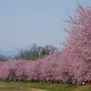 北浅羽桜堤公園の安行寒桜（23.3.16）