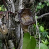 Aristolochia liukiuensis 