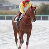 1ヶ月半ぶりの出資馬出走に胸躍ります！出資3歳馬近況報告240527。