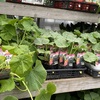 2024.北海道の家庭菜園～苗を植えました🌿