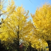 紅葉２０２４　郡山城跡から天理