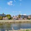 桜満開