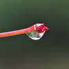 雨の滴