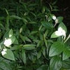 茅ヶ崎