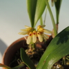 Bulbophyllum auratum &#039;Other World&#039;