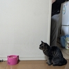 にゃんこ にゃんこ にゃんこ 猫様大切に🎵