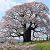 醍醐桜を観に春の吉備路を走る