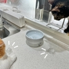 ねこねこアイスホッケー。