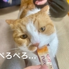 オートフィーダーの選ぶポイント&るるちゃんにとってちゅーるは食べ物です。