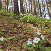 半田山自然公園のシラネアオイ他