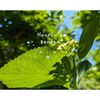 【5月の庭】6月に向けて一気に緑が増えてジャコウアゲハも飛び交いだしました