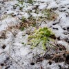 自然からのお便り　またまた雪❄️