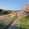 こだま千本桜ウォーキング