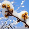 雪の植物園