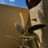 【観葉植物】ゴムノキ、強風に煽られて気が気じゃない