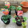 冬から いちご栽培始めました！｜ベランダで鉢植えいちご栽培