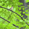 労働公園の野鳥を紹介（２０２０　０５１６）早朝探鳥　その２。