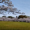 八ッ面山お花見