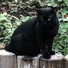 黒猫の性格は、甘えん坊で人懐っこいのは本当だった！？