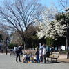 近隣公園で色鮮やかに咲く「モモの花」見物！！（１）