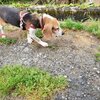 老犬ホームあん｜行方不明
