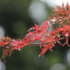 手向山の紅葉・１０ｋｍＲＵＮ